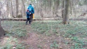 Путешествие по лесу.непроходимый лес.