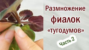 Необычное размножение фиалок "тугодумов". Снимаем с листа. Сажаем без корней. Часть 2.