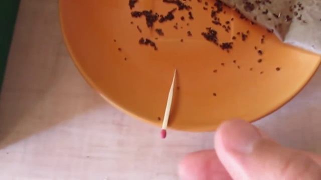 Выращивание рассады сельдерея - мой опыт (І часть) смотреть онлайн