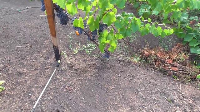 Опрыскивание растений.