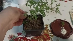 БИДЕНС Декоративная череда . черенкование