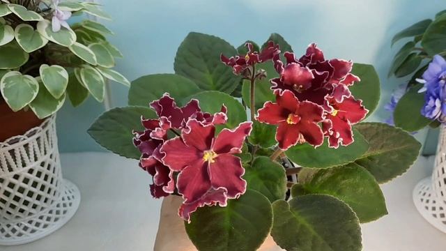 Цветение моих фиалок! 17 марта 2023г. Сорта, которые я вам редко показываю и новинки! смотреть онлайн