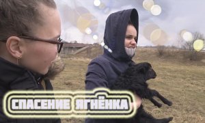 Спасение маленького ягнёнка