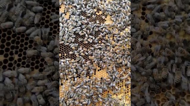 Расширение пасеки пчёлами с Кавказа. смотреть онлайн