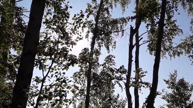 Андрей Волк задержан. Свободу Шаману. ШАГ.