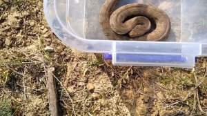 Гюрза (Macrovipera lebetina) и Водяной уж (Natrix tessellata). Дагестан