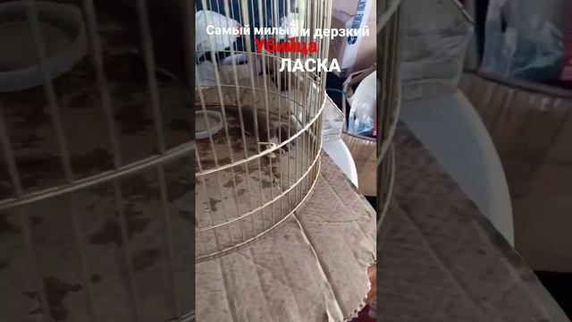 #ласка #домашниеживотные #животные #мойпитомец #звери #охота #хорёк