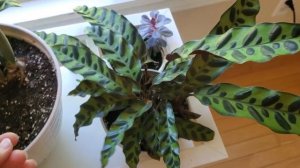 Мои комнатные растения. Обзор. Июль 2021