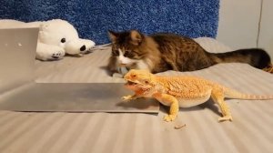 Кот Мурлок кормит ящерку саранчой.