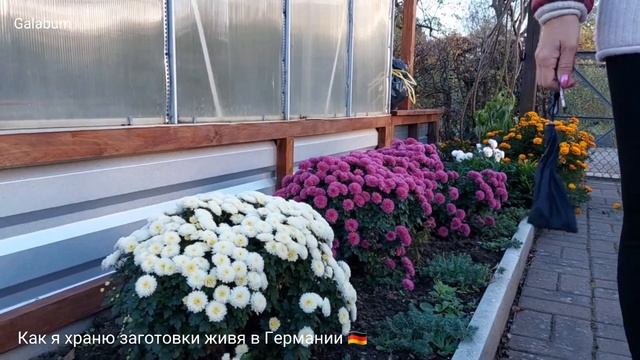 Дача в Германии / В городе / Как и где храню заготовки на зиму @galabum смотреть онлайн