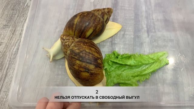 УЛИТКИ ПЛЮСЫ И МИНУСЫ СОДЕРЖАНИЯ