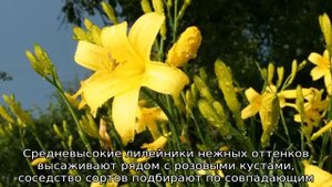 Лилейники в дизайне сада