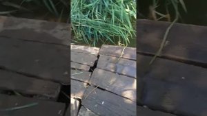 Россия！Оренбургская область.Село Ефимовка！