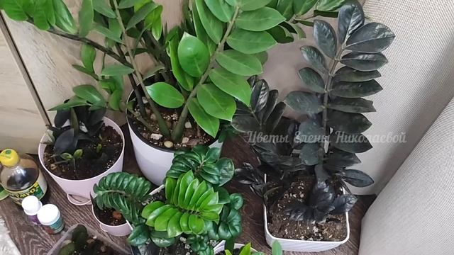 Срочно! Разбудите Замиокулькас и Он Бешено Пойдет в Рост, Стимулируем Активный Рост Листвы и Клубне смотреть онлайн