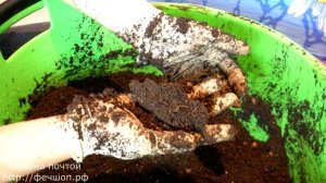 Когда сеять садовую землянику на рассаду в 2020г по Лунному календар