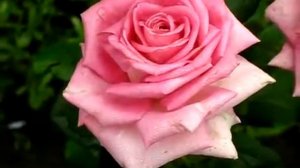 Rose Eiffel Tower (Эйфелева Башня роза)