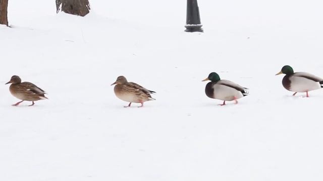 Почему у птиц не мёрзнут лапки зимой? Наталья Носова смотреть онлайн