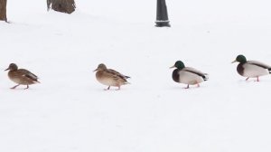 Почему у птиц не мёрзнут лапки зимой? Наталья Носова