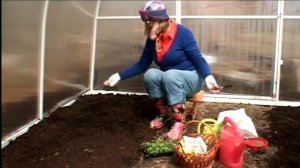 Укроп и редиска. Теплица .Сажаем правильно