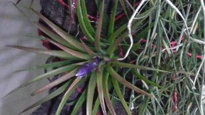 Тилландсия Атмосферная скоро зацветет))))