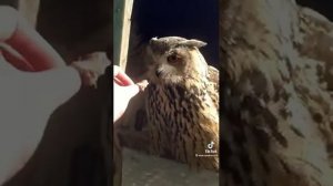 Ручная сова-филин | Лучшие приколы 2021 коты, кошки, собаки из тик-тока