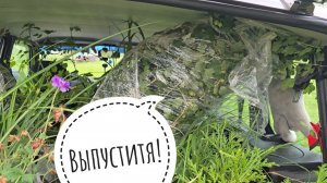 Распаковка полной машины растений из Беларуси. Друзья привезли кучу садовых растений