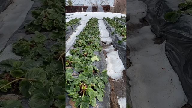 🍓Состояние бугров с клубникой при раннем таянии снега на 26.03.23 #клубникаказань #земляникасадовая смотреть онлайн