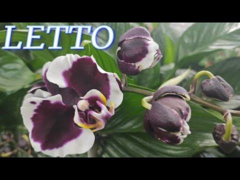 №786/ СВЕЖИЕ, красавицы ОРХИДЕИ к  в с/ц LETTO