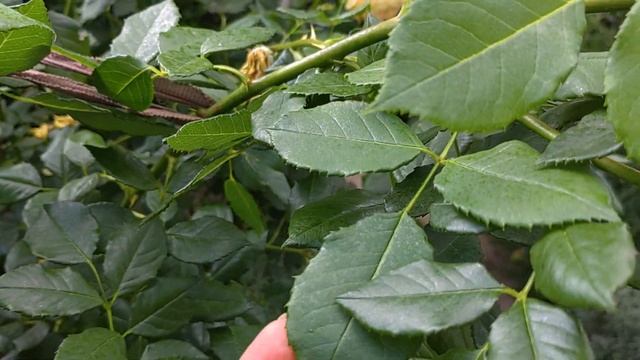 роза Голден Селебрейшн —красота второй волны цветения смотреть онлайн