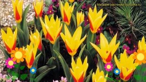 Тюльпан ботанический Стреса. Краткий обзор, описание характеристик tulipa Stresa