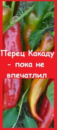 Показываю модный сладкий ГИБРИД ПЕРЦА КАКАДУ - что он представляет из себя при выращивании?
#огород