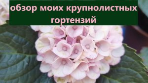 Моя молодая коллекция крупнолистных гортензий. Как гортензии растут и развиваются.