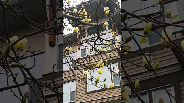 Yellow magnolia under the sound of rain