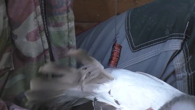 Самый легкий способ как проверить самку и самца у голубей смотреть онлайн