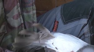Самый легкий способ как проверить самку и самца у голубей