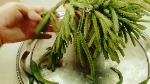 Кактус ампельный Гилоцереус трёхгранный- уход и размножение. //cactus ampelny Hylocereus trihedral/