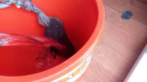 Сажаем розу из коробочки. Временная посадка розы перед высадкой в грунт.