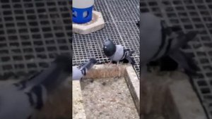 ? Serbian High-Flying Pigeons by Lindi Dervishi | Srpski visokoletač | Сербские высоколётные голуби