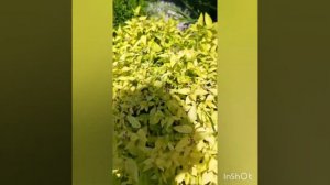 спирея Голден принцесс и её саженцы. Живущая желтая красавица.