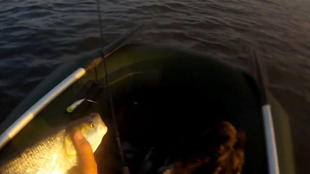 Ловля жереха на поппер и уокер.Часть2.Asp Topwater Fishing. смотреть онлайн