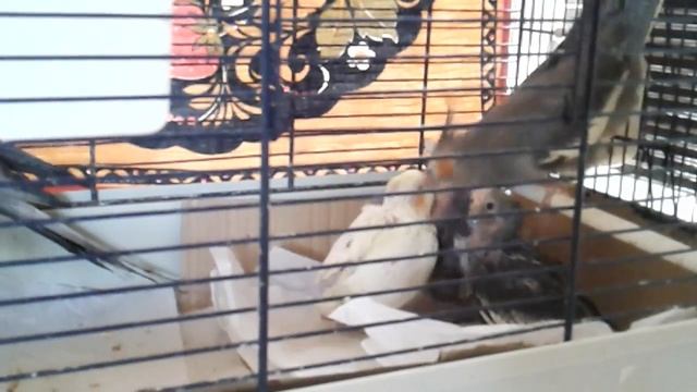 Кореллы попугаи кормят птенцов. смотреть онлайн