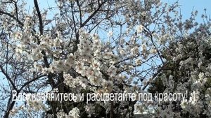 Music_Цветущий миндаль и пение птичек! Прекрасная расслабляющая музыка! Помогает от стресса! MRV