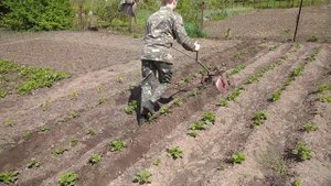Окучиватель картофеля, быстрее и легче чем мотоблоки.