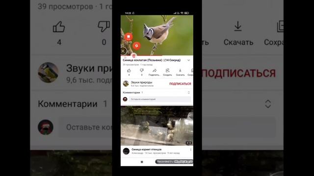 позывки хохлатой синицы v2 смотреть онлайн