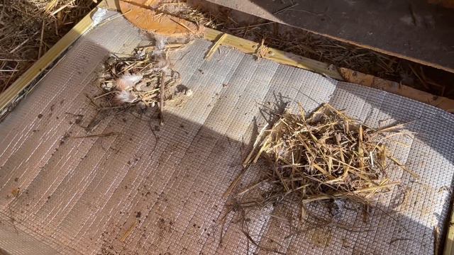 В КУРЯТНИКЕ 11 ВЕДЕР ВОДЫ Природный стимулятор яиц