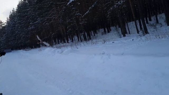 Рыжий Сокол Балобан в Свободном Полете / Время Сокола