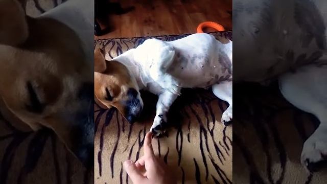 Сладкий сон Zzz смотреть онлайн