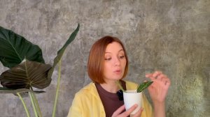 Обзор коллекции | Хойи | Часть 2