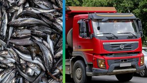 Грузовик рассыпал рыбу по дороге в Петропавловске-Камчатском