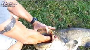 ВОТ ЭТО СОМ ЛЮДОЕД ! САМЫЙ БОЛЬШОЙ СОМ В МИРЕ ! РЫБАЛКА 2018 ЧЕРНОБЫЛЬСКИЙ ТРОФЕЙНЫЙ НА КВОК АТАКУЕ